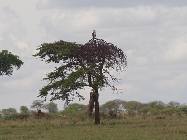 <h3><a href="/trips/tanzania/biota/animalia/chordata/aves/017 accipitriformes/004 accipitridae/polemaetus bellicosus/polemaetus bellicosus-nl.html">Polemaetus&nbsp;bellicosus</a> / Martial&nbsp;eagle / Vechtarend</h3>OM-1 Mark II met OLYMPUS M.150-400mm F4.5 TC, 1/2000 sec  bij F5.6, ISO 400, afstand 133&nbsp;m